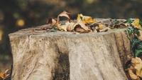 Stump Grinding