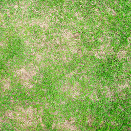 Dead spots and thin spots in grass