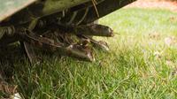 Aerating & Overseeding