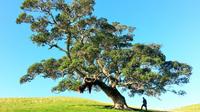 Tree Maintenance