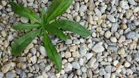 Weed Control