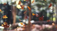 Spring & Fall Clean-ups