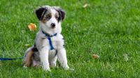 Pet Waste Removal