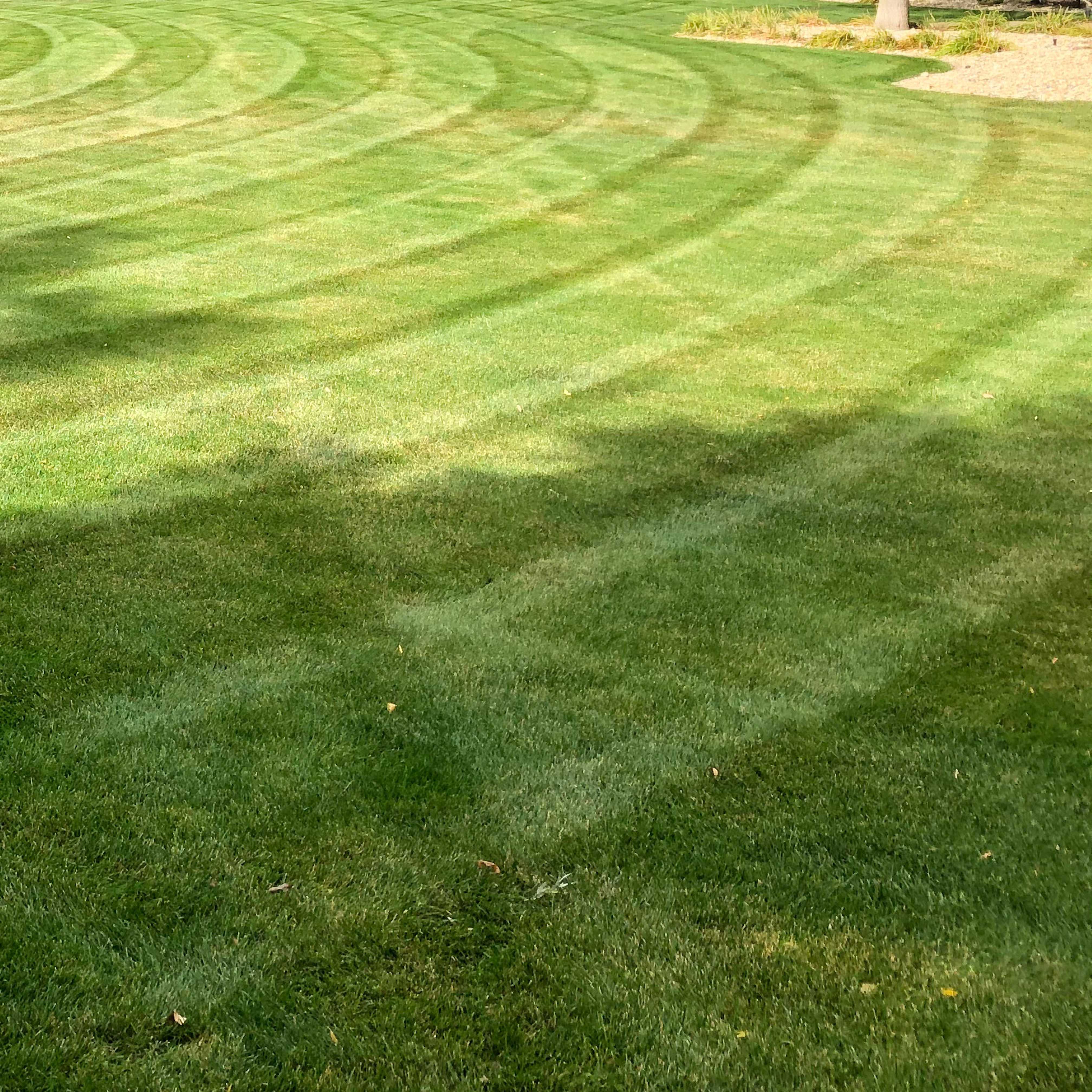 Rake with lawn debris