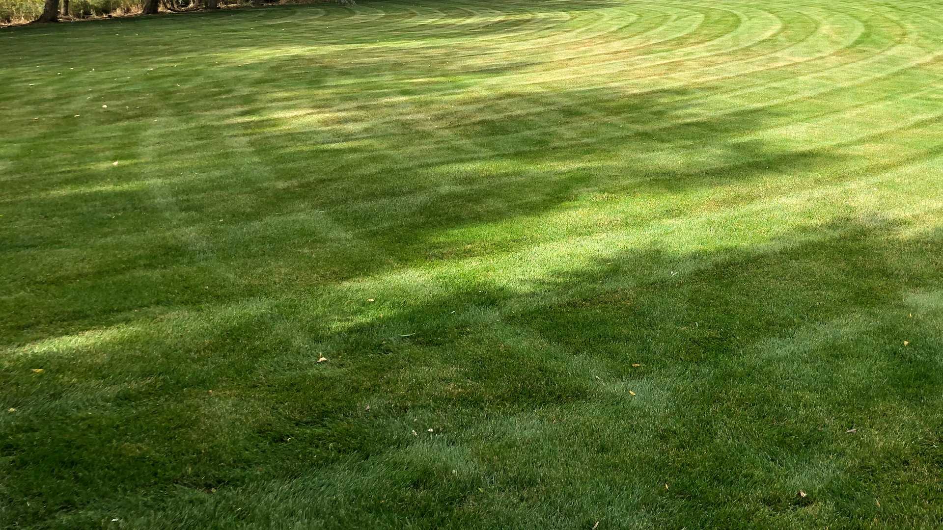 Bullseye Lawn Care Lawn Example