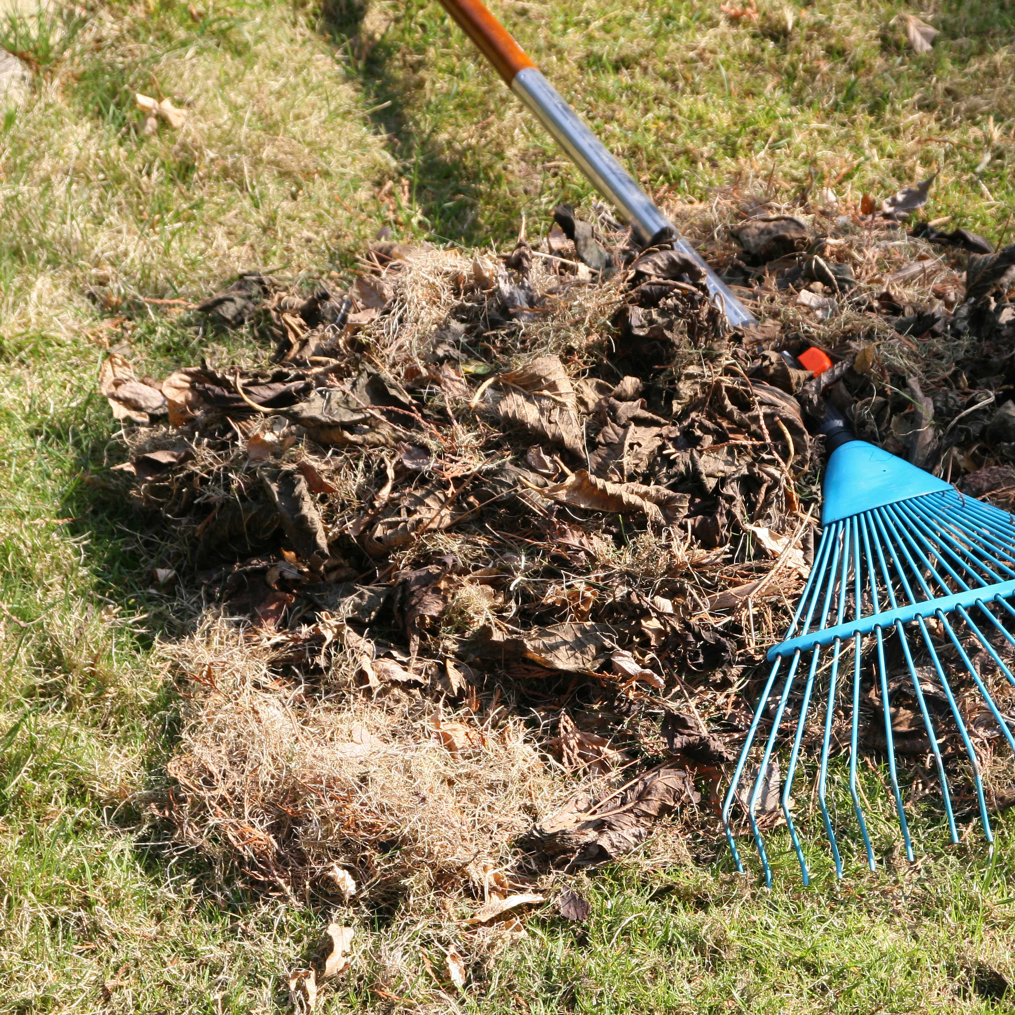 Rake with lawn debris